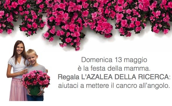 AIRC: un'azalea per la Festa della Mamma
