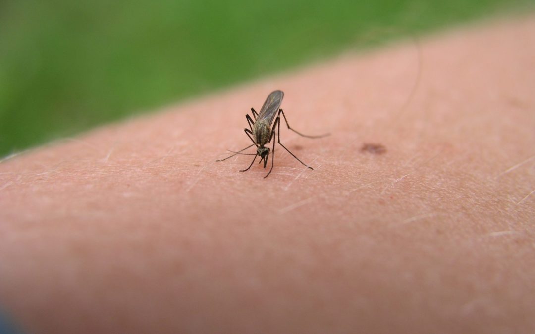 Difendere i bambini dalle zanzare: alcuni accorgimenti naturali