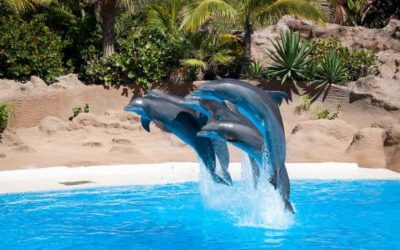 Gli zoo egli acquari più belli d'Europa