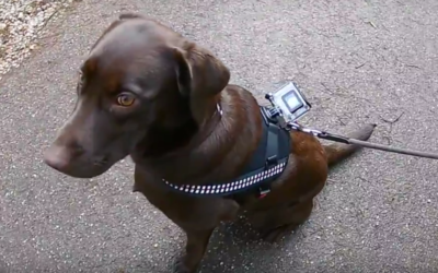 I nostri amici a quattro zampe diventano "camera-man”