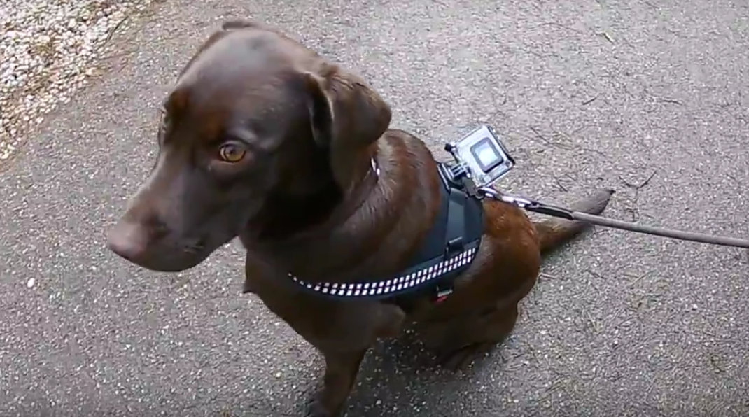 I nostri amici a quattro zampe diventano "camera-man”